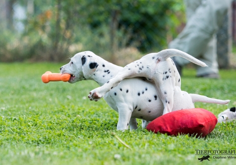 Brigitte Bardot mit ihrem Bruder Black Blaze vom Teutoburger Wald