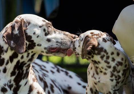Kuschelstunde: Mama Christ ORMOND Empress Edition mit ihrer Tochter Betty Boop vom Teutoburger Wald