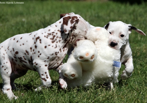 Butter Biscuit mit seiner Schwester Brigitte Bardot vom Teutoburger Wald