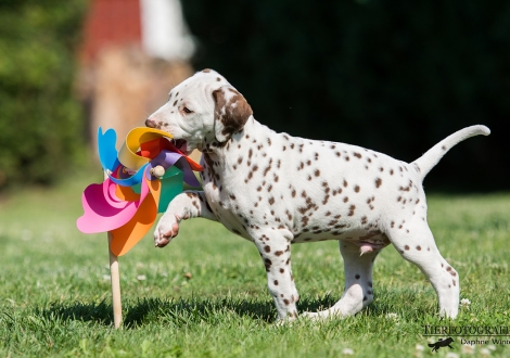 Butter Biscuit vom Teutoburger Wald