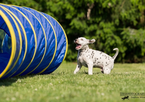 Black Blaze vom Teutoburger Wald