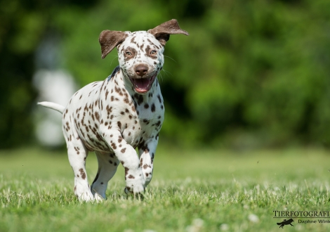 Beloved By´all vom Teutoburger Wald