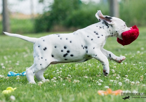 Brigitte Bardot vom Teutoburger Wald