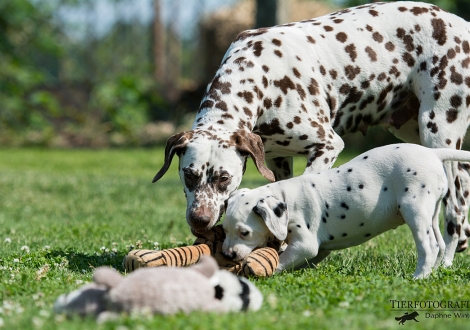 Spielstunde: Mama Christ ORMOND Empress Edition mit ihrer Tochter Brigitte Bardot vom Teutoburger Wald
