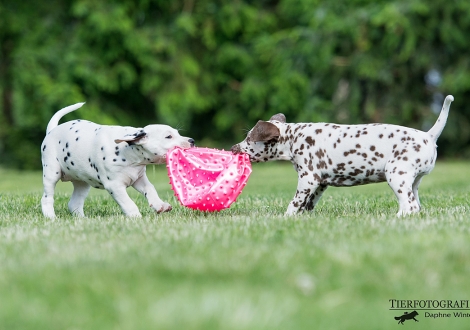 Butter Biscuit mit seiner Schwester Beloved By´all vom Teutoburger Wald