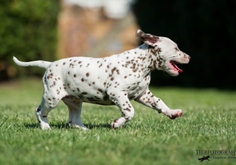 Butter Biscuit vom Teutoburger Wald