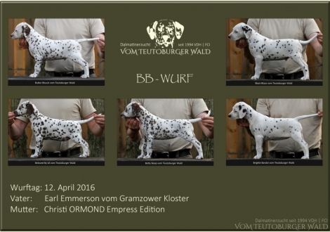 BB-Wurf vom Teutoburger Wald (7. Lebenswoche)