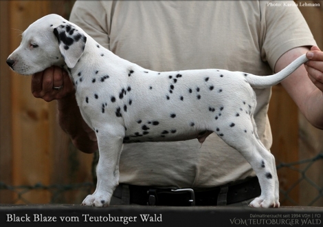 Black Blaze vom Teutoburger Wald - Rüde | weiß-schwarz | beidseitig hörend (+/+)