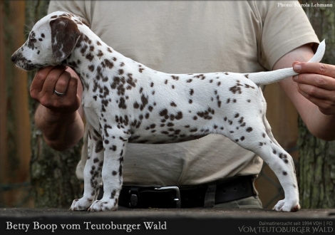 Betty Boop vom Teutoburger Wald - Hündin | weiß-braun | beidseitig hörend (+/+)