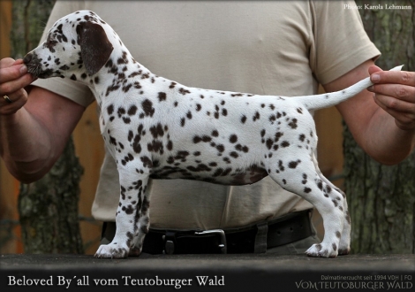 Beloved By´all vom Teutoburger Wald - Hündin | weiß-braun | beidseitig hörend (+/+)