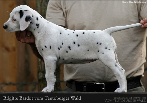 Brigitte Bardot vom Teutoburger Wald - Hündin | weiß-schwarz | beidseitig hörend (+/+)