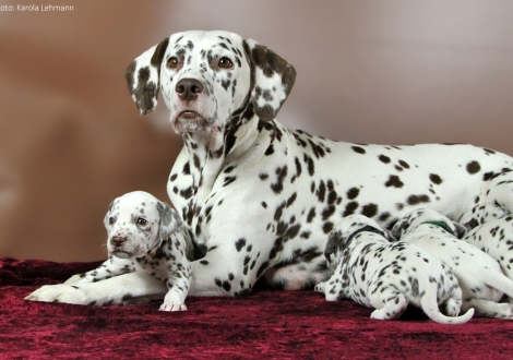 Mama Treasure Toulouse vom Teutoburger Wald mit Lady Gelb (4. Woche)