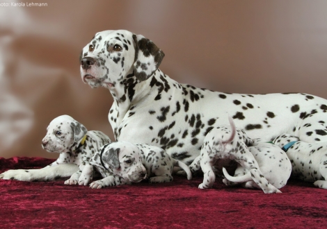 Mama Treasure Toulouse vom Teutoburger Wald mit Lady Gelb & Mr. Schwarz (4. Woche)