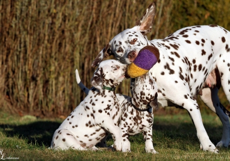 Mama Treasure Toulouse mit D-Day & Dynamic Dublin vom Teutoburger Wal