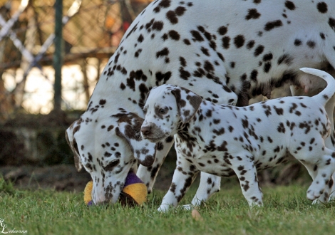 Mama Treasure Toulouse mit ihrer Tochter Dalmatian Dream for ORMOND vom Teutoburger Wald