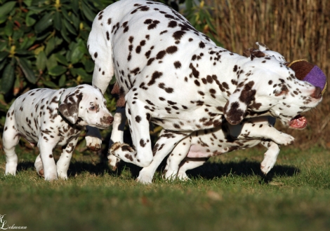 Mama Treasure Toulouse mit ihrem Sohn D-Day & ihrer Tochter Daily Diary vom Teutoburger Wald