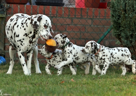 Mama Treasure Toulouse mit Daily Diary, D´jungle Drum & Dalmatian Dream for ORMOND vom Teutoburger Wald