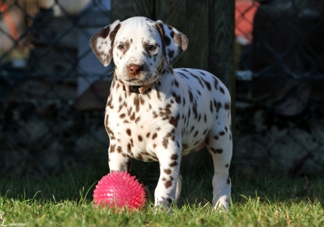 Dalmatian Dream for ORMOND vom Teutoburger Wald | Hündin| weiß-braun (rosa Halsband)