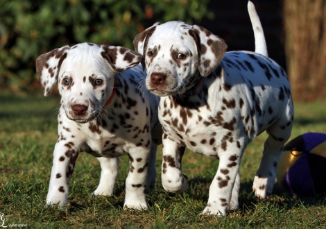 Daily Diary & ihre Schwester Dalmatian Dream for ORMOND vom Teutoburger Wald