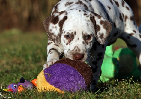 Dalmatian Dream for ORMOND vom Teutoburger Wald | Hündin| weiß-braun (rosa Halsband)