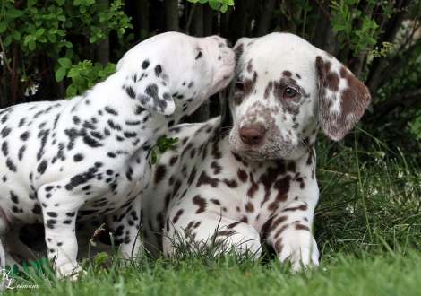 Face to Face vom Teutoburger Wald & Christi ORMOND Tinkerbell (3 Wochen alt)