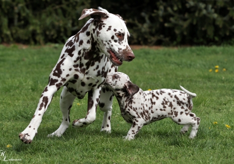 Schwester Dalmatian Dream for ORMOND vom Teutoburger Wald mit Fresh Flower vom Teutoburger Wald 