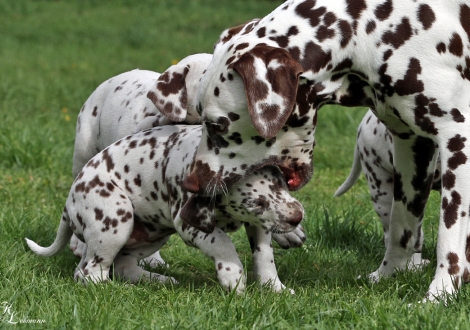 Schwester Dalmatian Dream for ORMOND vom Teutoburger Wald mit Fresh Flower vom Teutoburger Wald