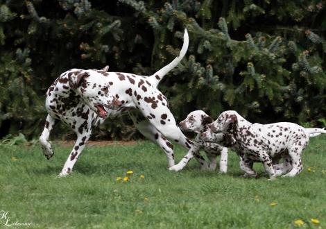 Schwester Dalmatian Dream for ORMOND vom Teutoburger Wald mit dem FF-Wurf vom Teutoburger Wald 