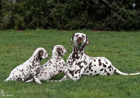 Schwester Dalmatian Dream for ORMOND vom Teutoburger Wald mit Flame of Fame & Feel Free vom Teutoburger Wald 