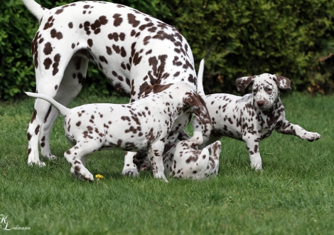 Schwester Dalmatian Dream for ORMOND vom Teutoburger Wald mit Funny Fairy & Fantastic Four vom Teutoburger Wald 
