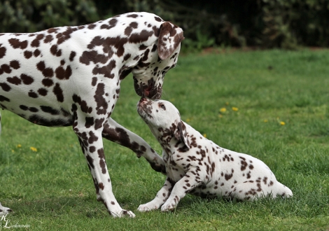 Schwester Dalmatian Dream for ORMOND vom Teutoburger Wald mit Feel Free vom Teutoburger Wald 