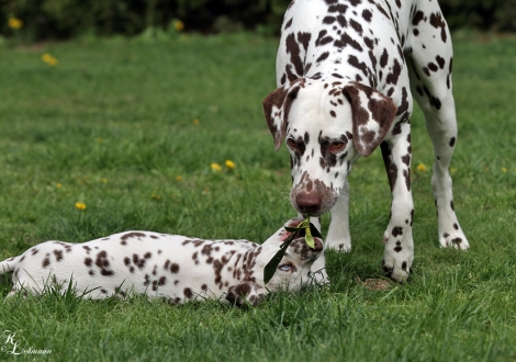 Schwester Dalmatian Dream for ORMOND vom Teutoburger Wald mit Feel Free vom Teutoburger Wald 