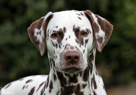 Dalmatian Dream for ORMOND vom Teutoburger Wald (18 Monate)