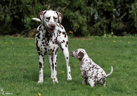 Schwester Dalmatian Dream for ORMOND vom Teutoburger Wald mit Fresh Flower vom Teutoburger Wald 