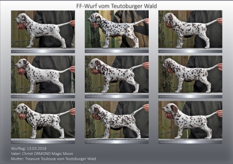 FF-Wurf vom Teutoburger Wald (7 Wochen alt) 