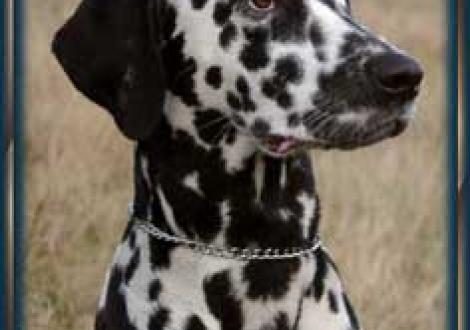 Irresistible Tequila (8 Monate)