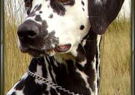 Indirah (2 1/2 Jahre) 