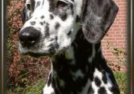 Iscaya gen.Inka (6 Monate)