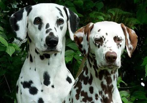 Die stolzen Eltern des O-Wurfes: Lacrima Christi Cro A Porter & Latoya vom Teutoburger Wald (- alle 5 Welpen des O-Wurfes sind beidseitig hörend)