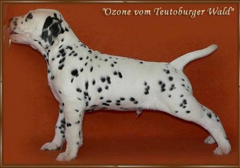 Unser Rüde: Ozone im Alter von 8 Wochen