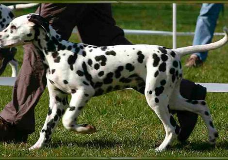 Ozone im Alter von 4,5 Monaten (mit mir auf der Ausstellung in der Jüngsten-Klasse in Mittweida)