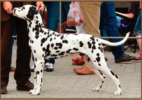 Ozone im Alter von 9 Monaten (auf seiner ersten Ausstellung in der Jugend-Klasse in Cloppenburg)