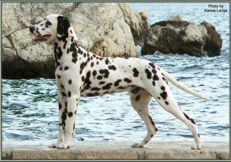 Ozone im Alter von 11 Monaten (mit uns im Urlaub in Dubrovnik in Kroatien/Dalmatien)