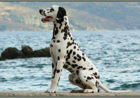 Ozone im Alter von 11 Monaten (mit uns im Urlaub in Dubrovnik in Kroatien/Dalmatien)