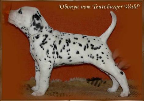 Unsere Hündinnen: Obonya im Alter von 8 Wochen