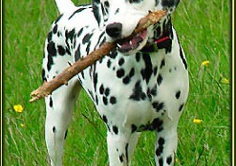 Obonya im Alter von 6 Monaten