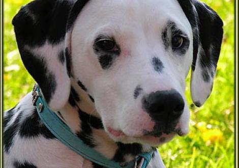 Obonya im Alter von 6 Monaten