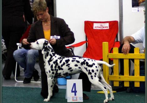 Obonya im Alter von 22 Monaten (auf ihrer Ausstellung in der Zwischen-Klasse auf der Weltsiegerschau in Bratislawa)