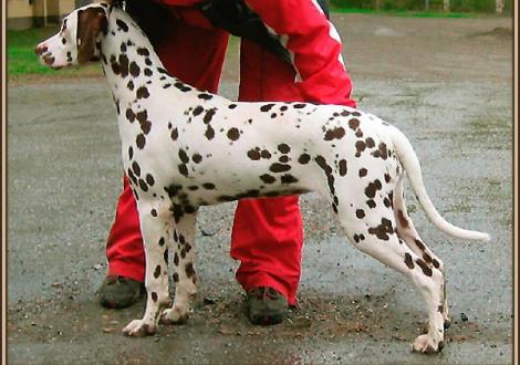 Ohara im Alter von 6 Monaten