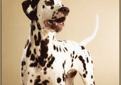 Ohara im Alter von 1 Jahr